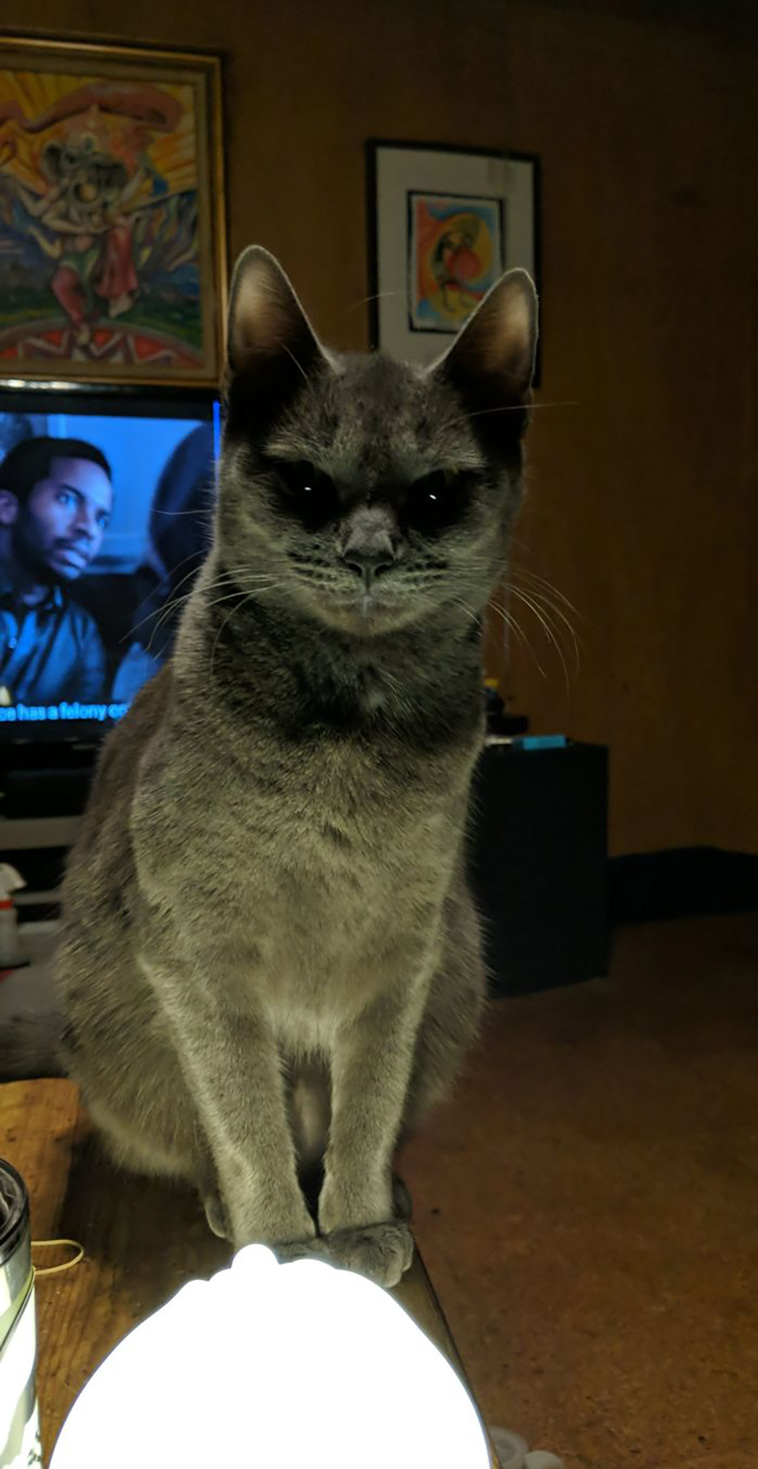 scary pets