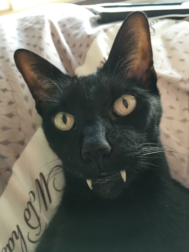 scary pets