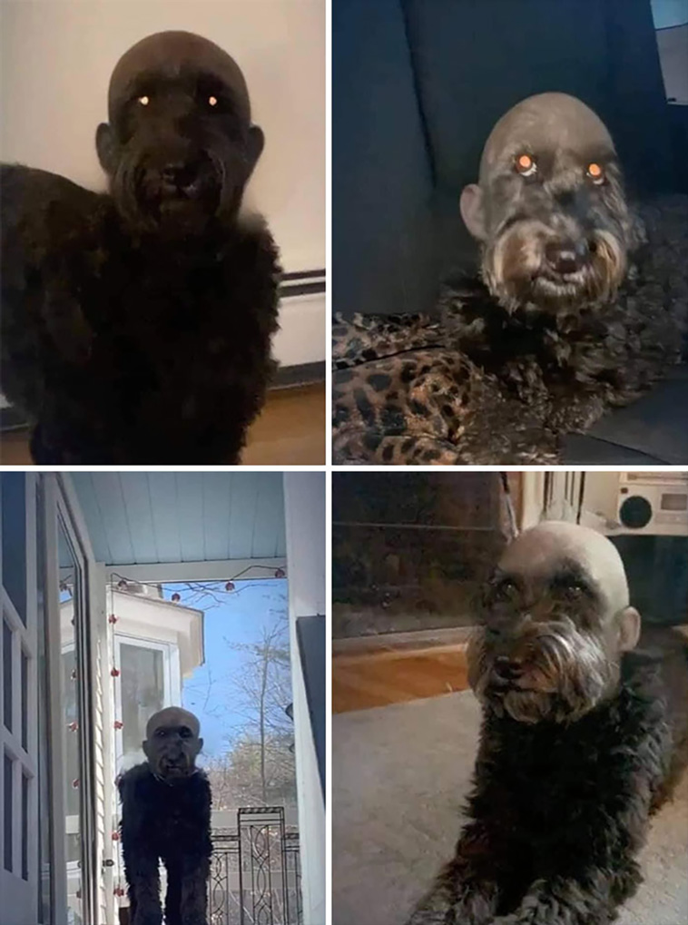 scary pets