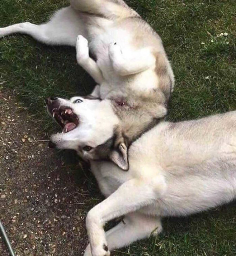 scary pets