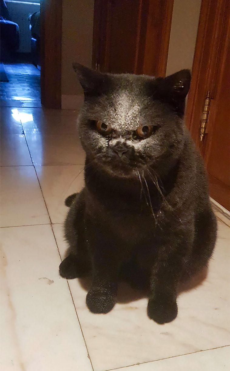 scary pets