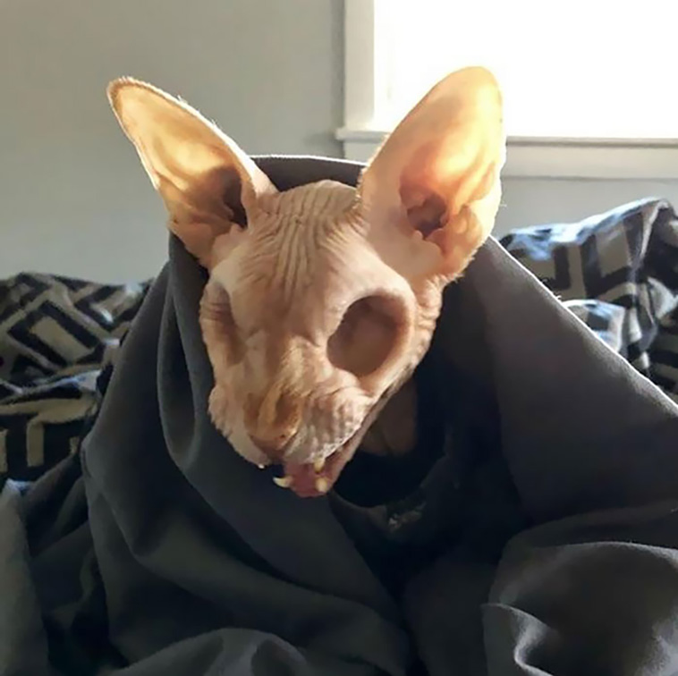 scary pets
