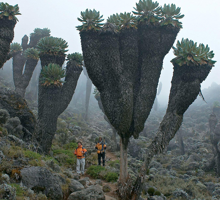 unique trees Giant Groundsels
