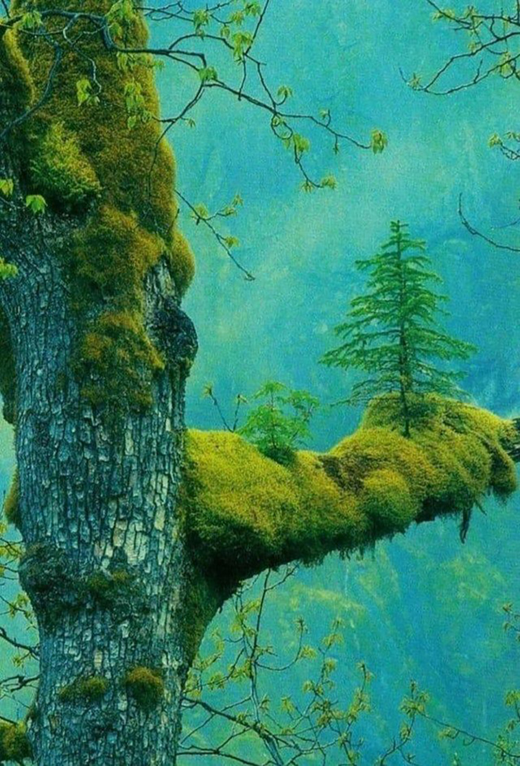 unique trees