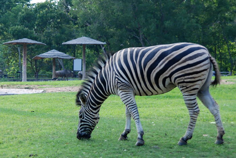 zoos