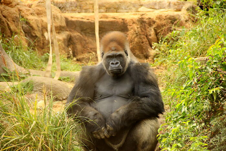 zoos