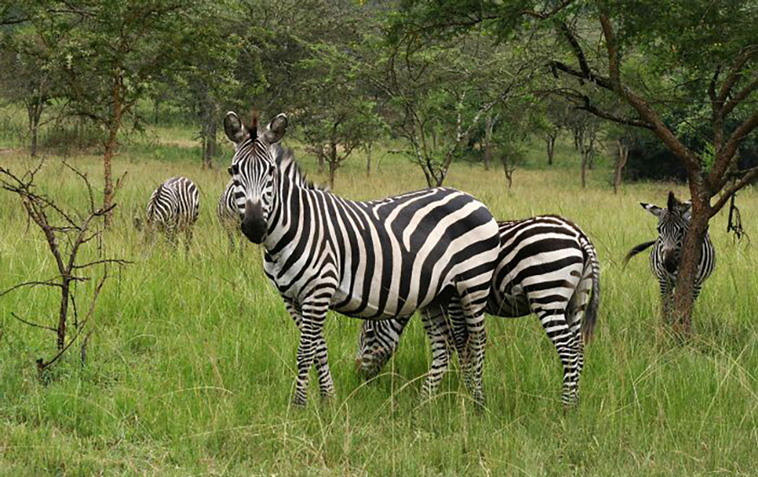 zoos