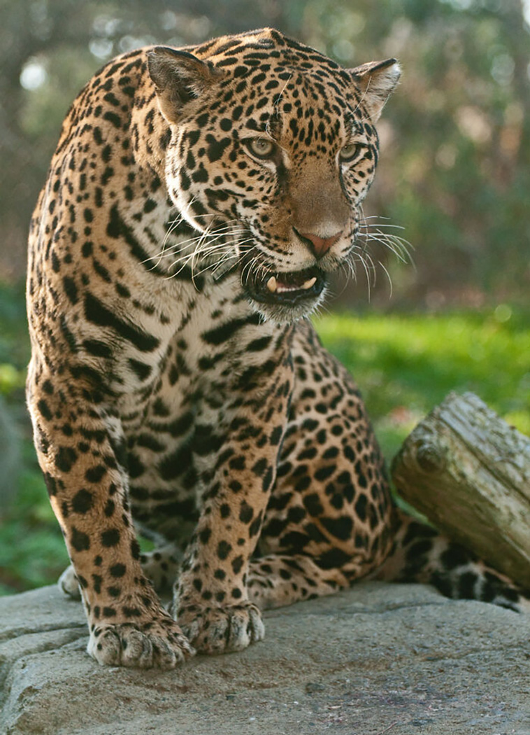 zoos