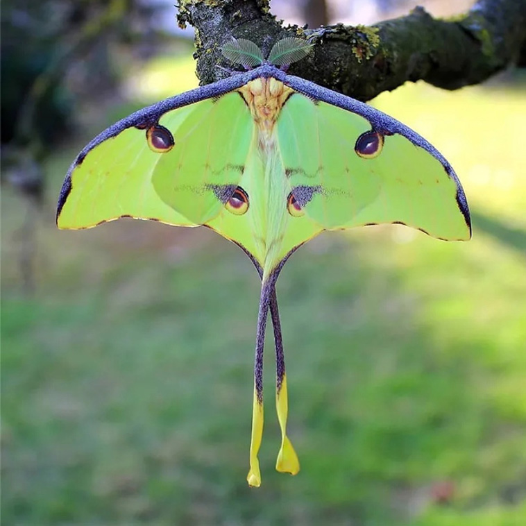 African-Moon-Moth