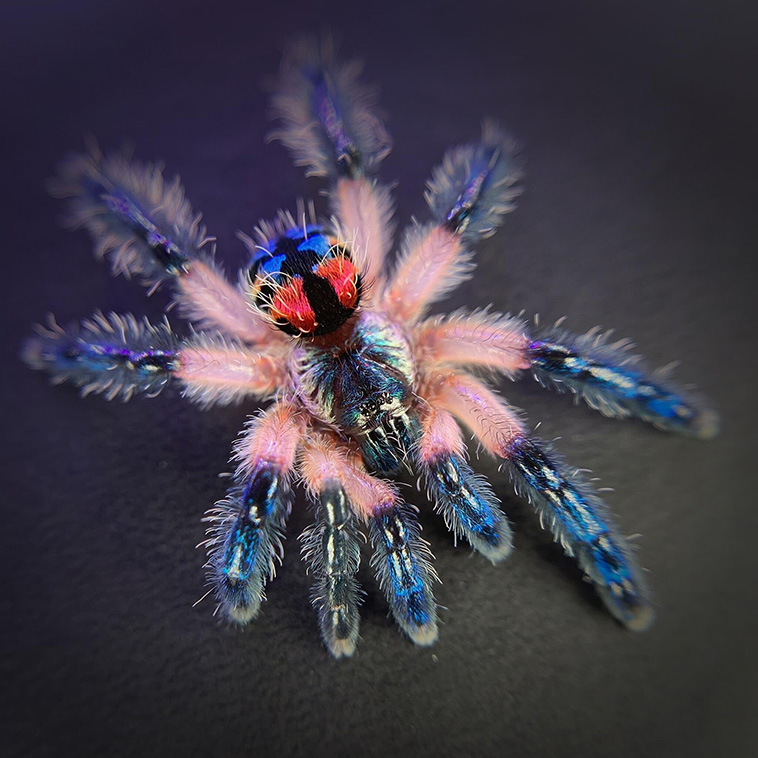 Brazilian-Jewel-Tarantula