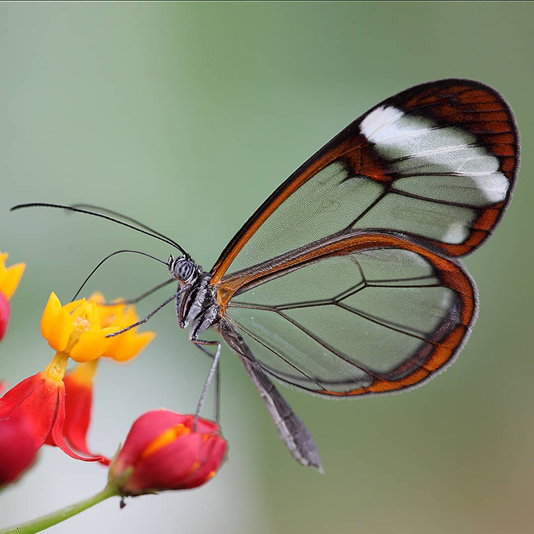 Glasswing-butterfly