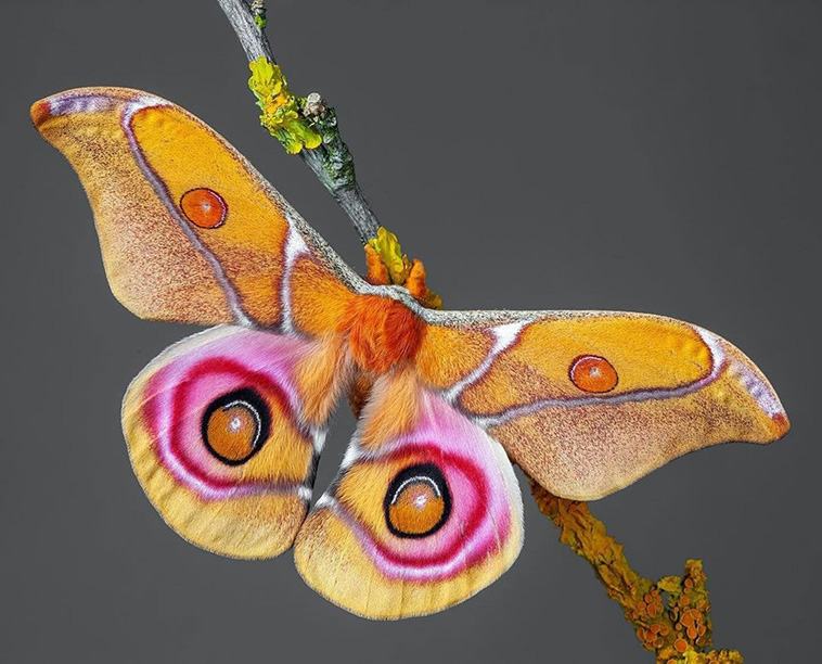 Male-Madagascar-bullseye-moth
