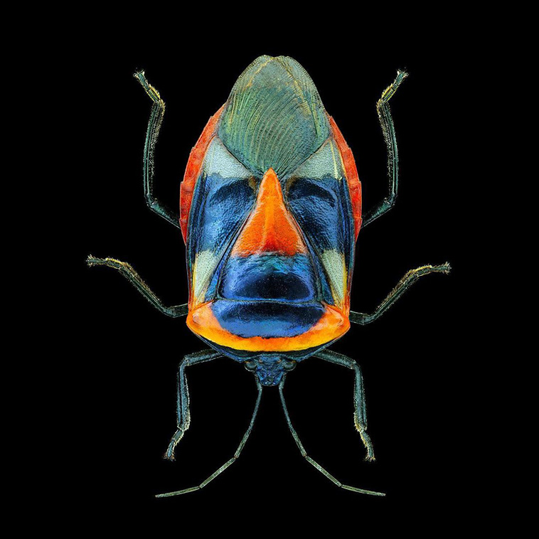 Man-faced-stink-bug-incredible-insects