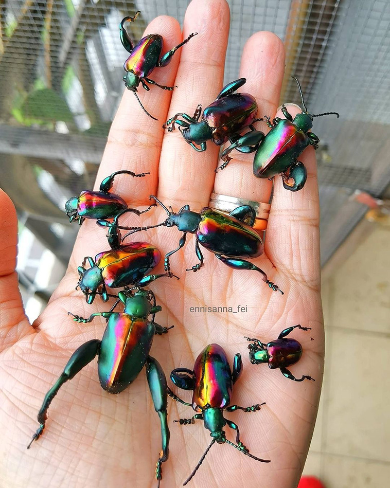 Rainbow-frog-legged-beetle