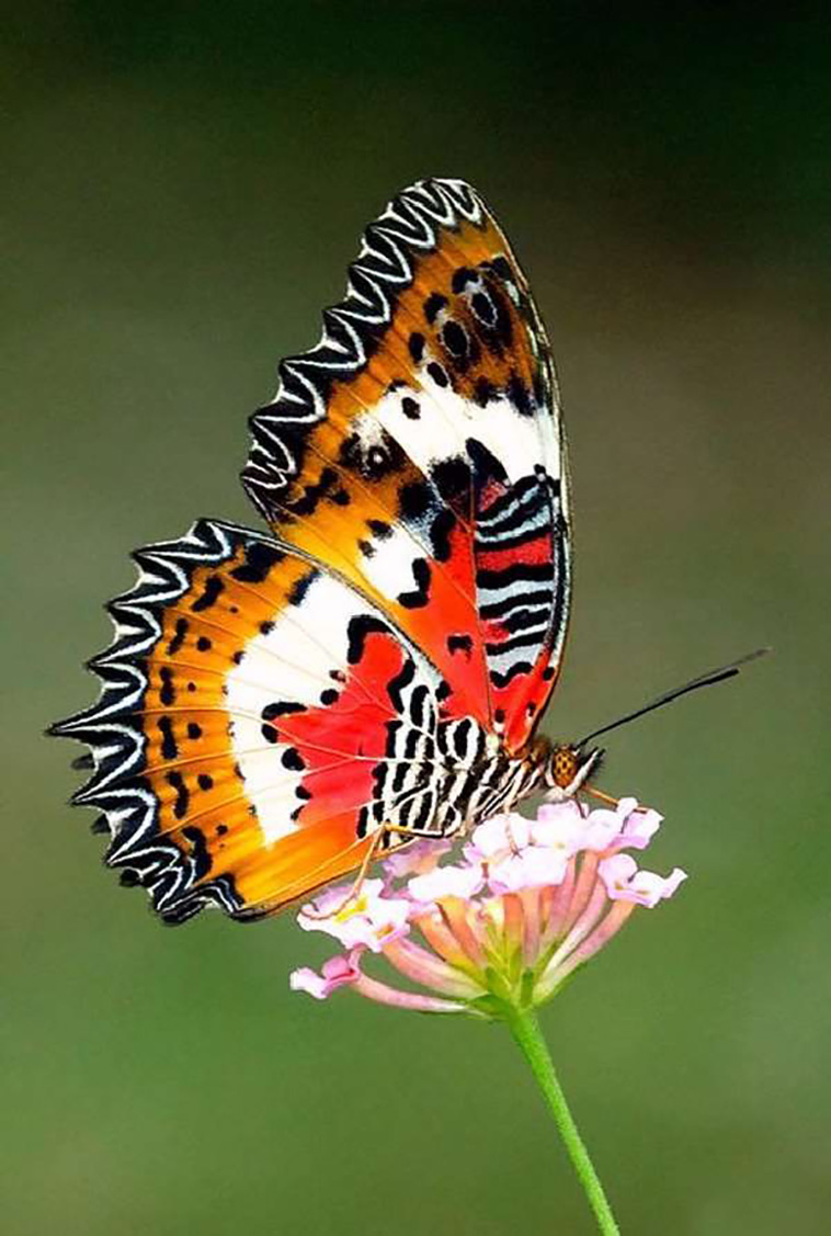The Malay Lacewing