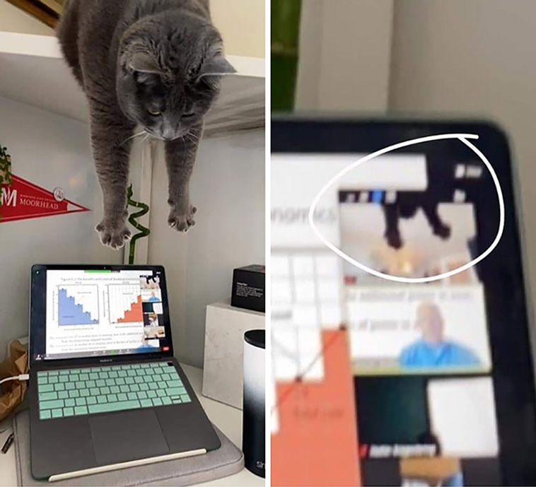 animal images