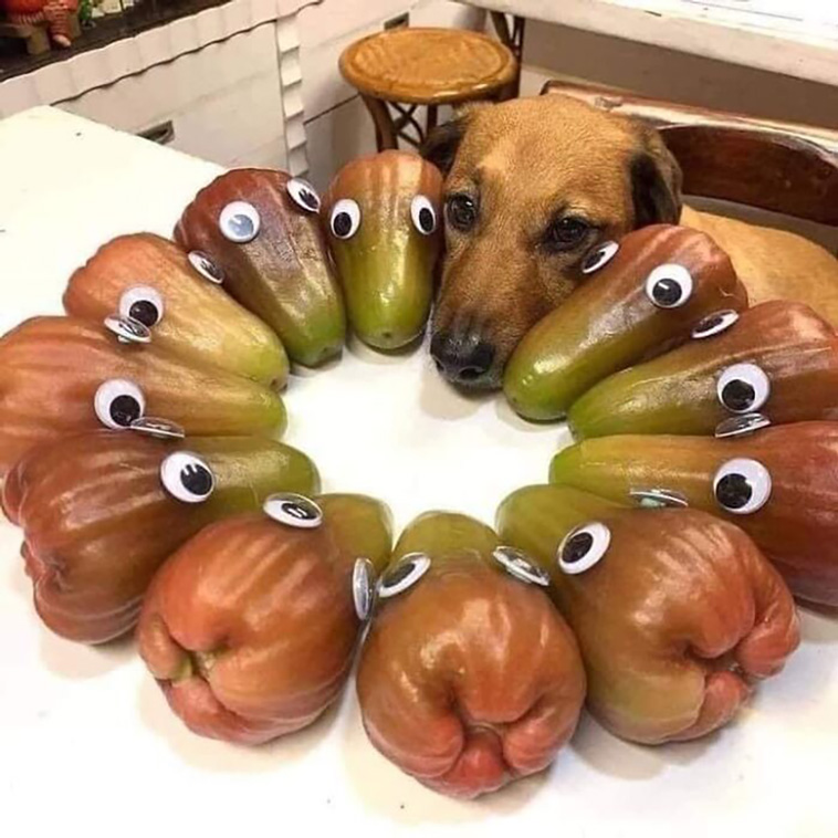 animal images