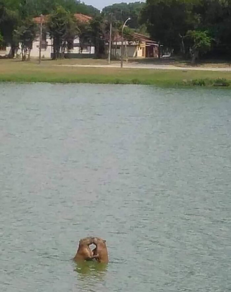 animal images