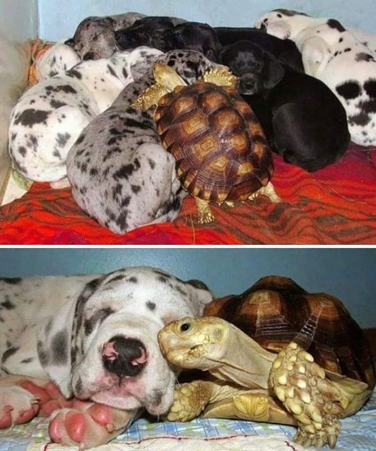 animal images