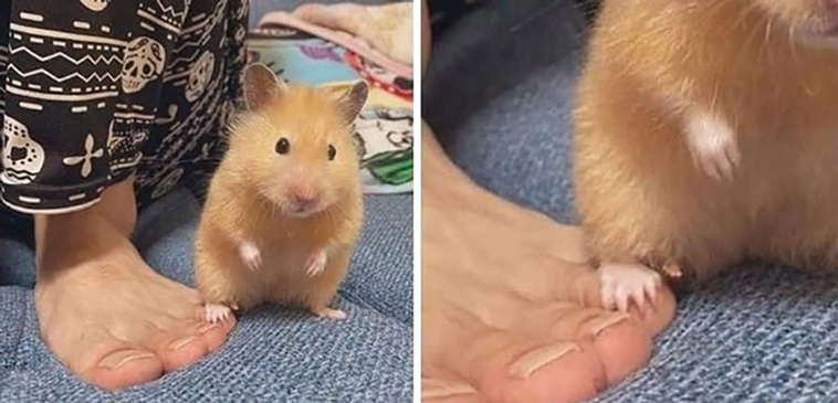 animal images