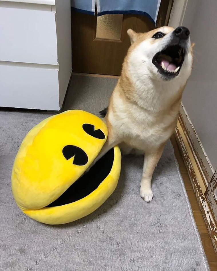 animal images