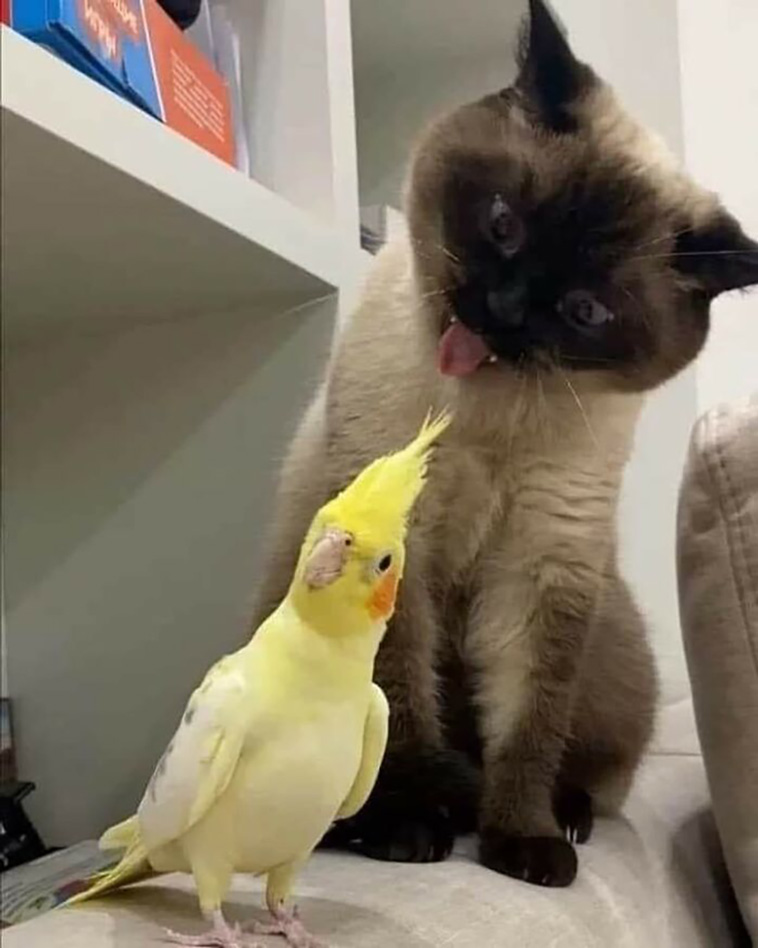 animal images