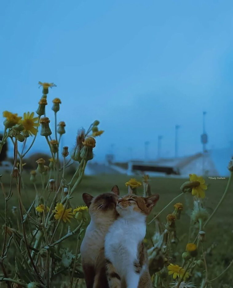 animal images