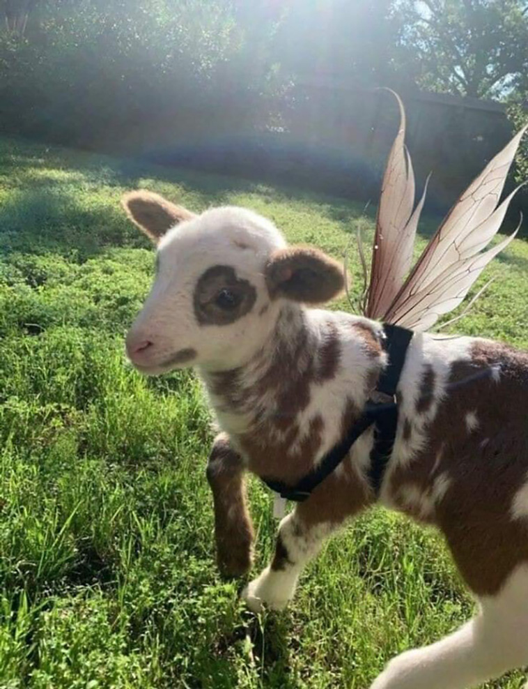 animal images