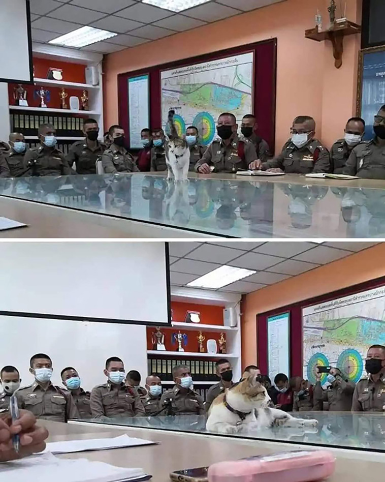 animal images