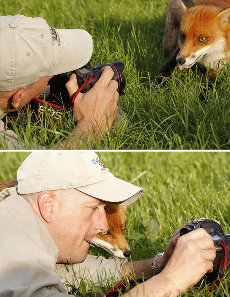 animal photographs