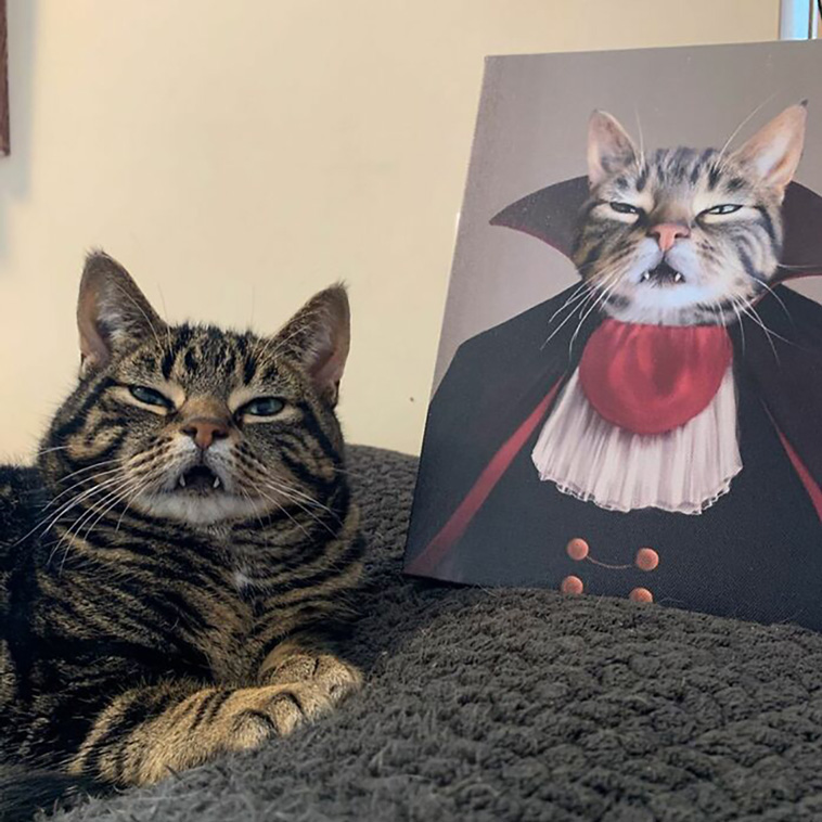 animal photographs
