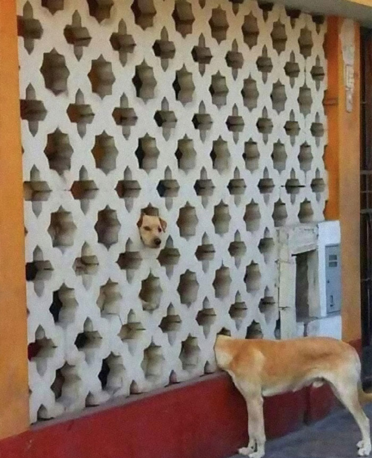animal photographs