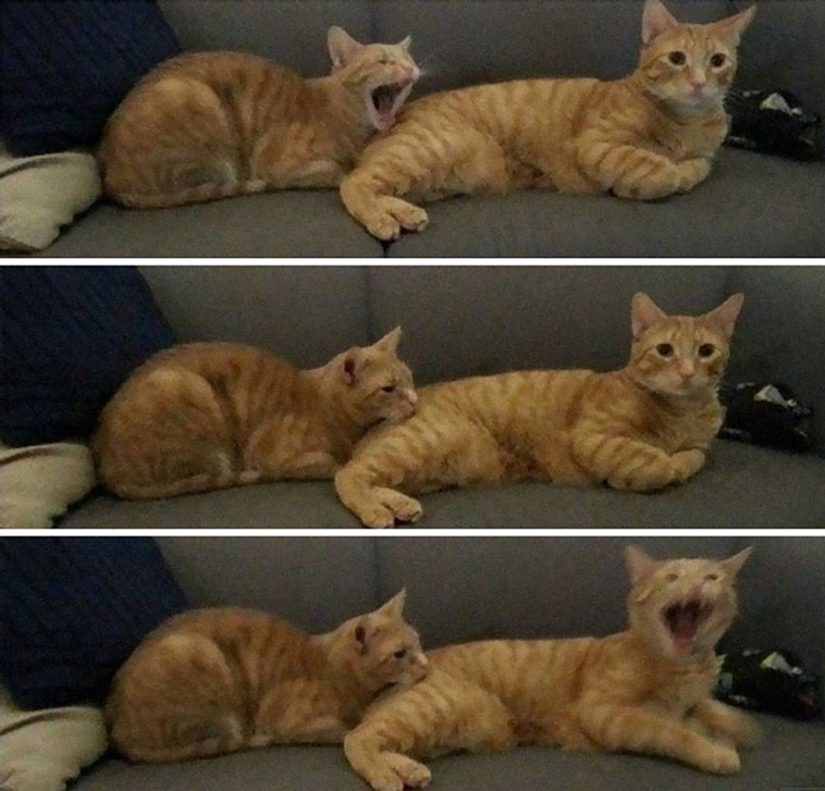 animal photographs