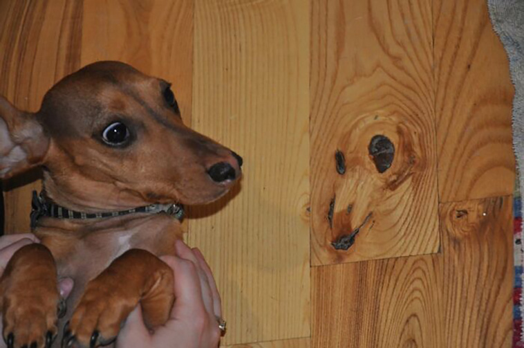 animal photographs