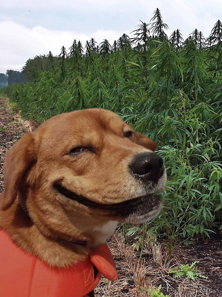 animal photographs