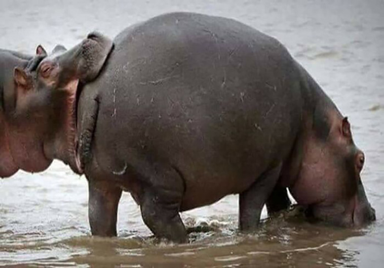 animal photographs