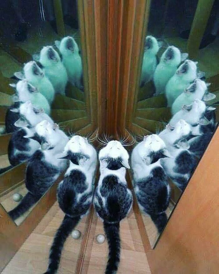 animal photographs