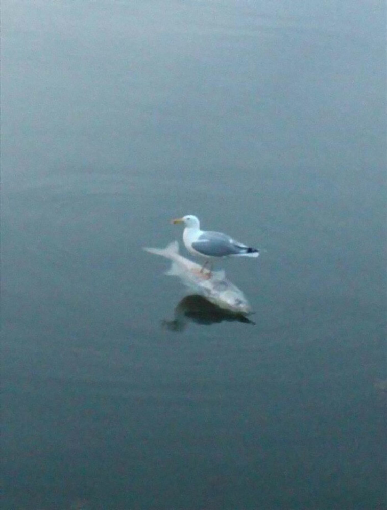 animal photographs