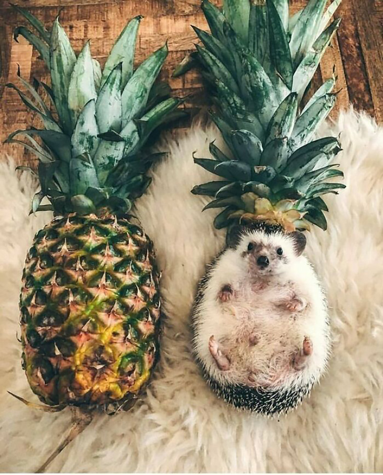 animal photographs