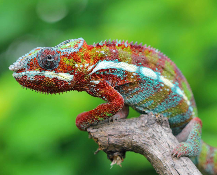 colorful-animals-Chameleon