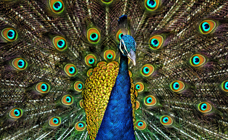 colorful-animals-Indian-Peacock