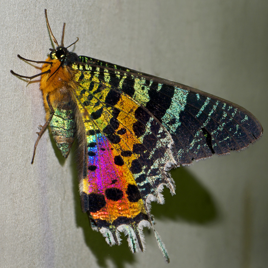 colorful-animals-Madagascar-sunset-moth