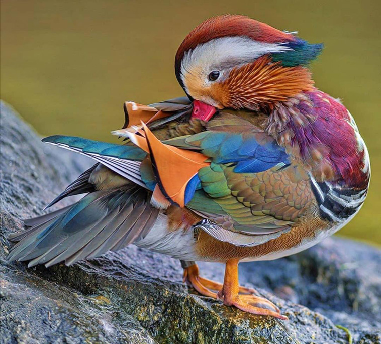 colorful-animals-Mandarin-Duck