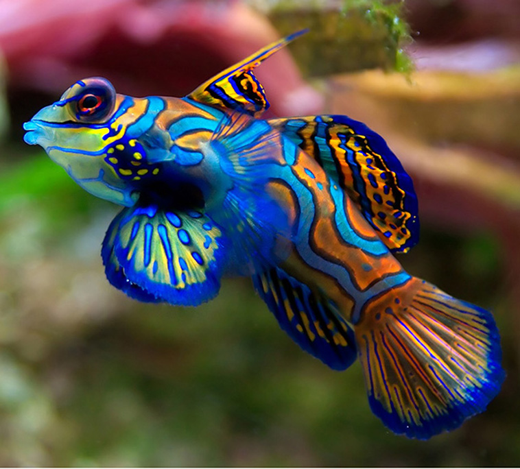 colorful-animals-Mandarin-Fish