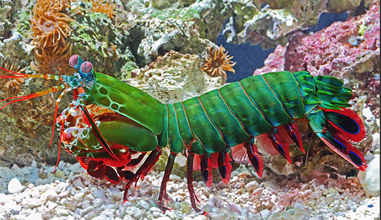 colorful-animals-Mantis-Shrimp