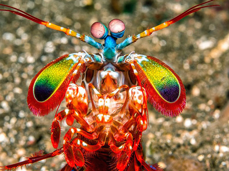 colorful-animals-Mantis-Shrimp