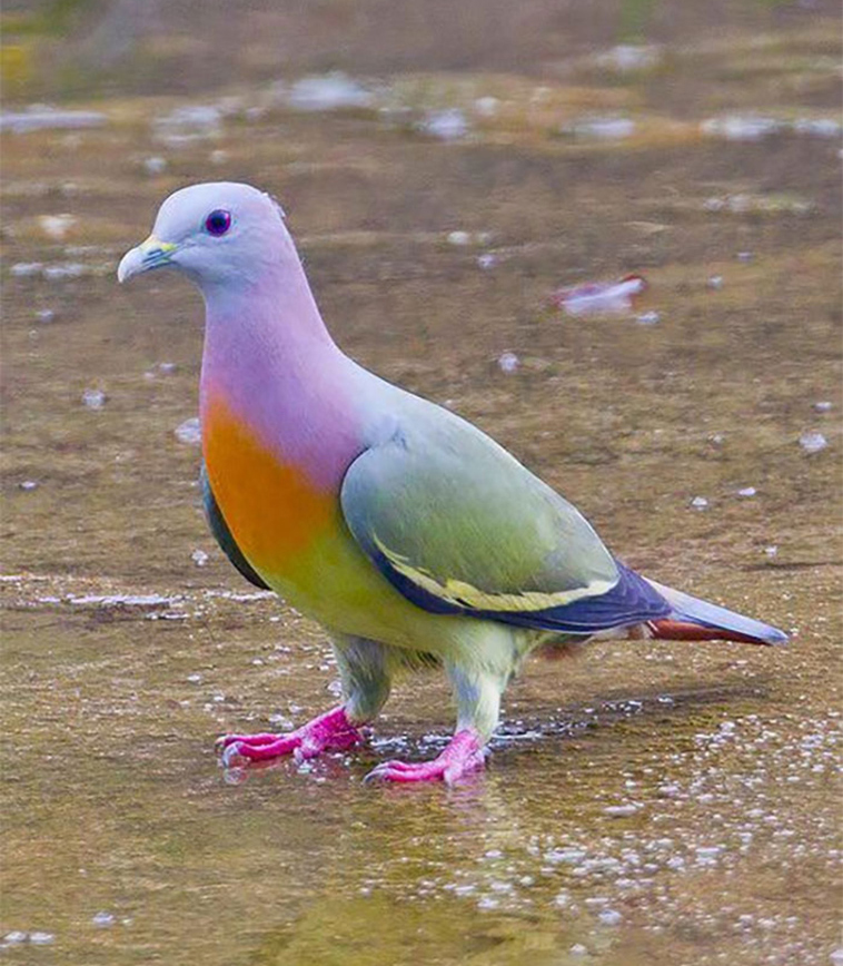 colorful-animals-Pink-Necked-Green-Pigeon