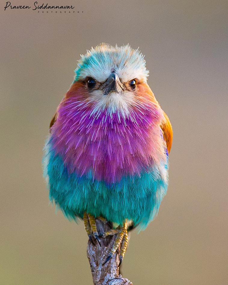 colorful-animals-The-Lilac-breasted-Roller