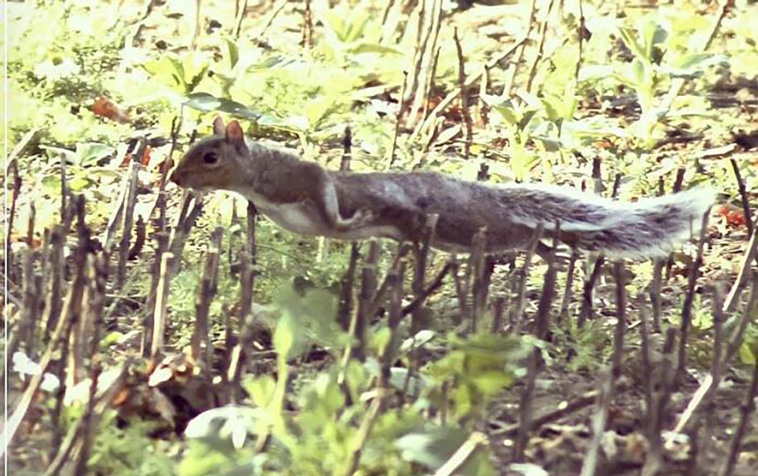 crappy wildlife