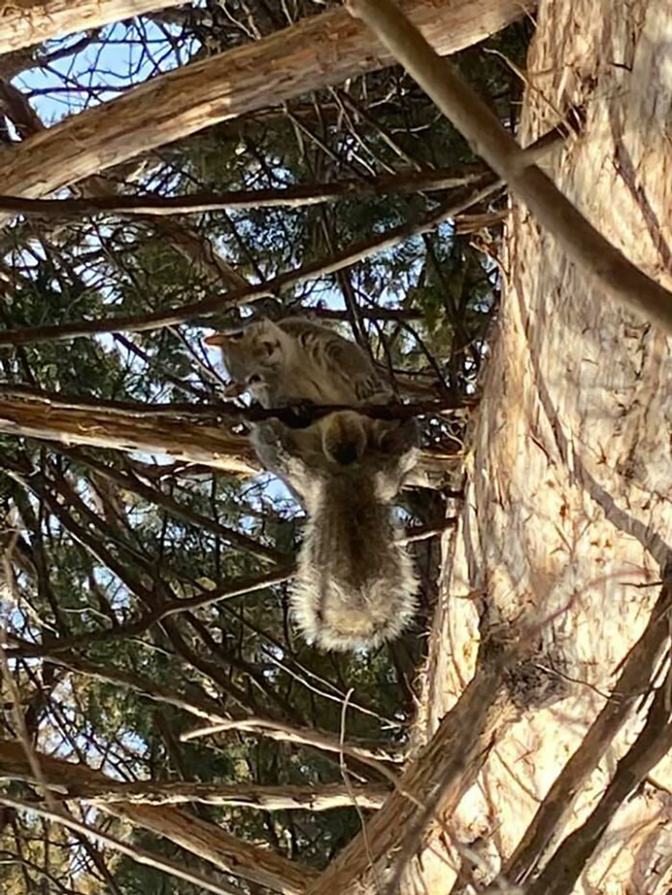 crappy wildlife